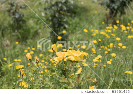 “八g綜合公園”玫瑰2020 “八g綜合公園”玫瑰2020 65561435