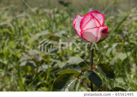 "Hachigamine Comprehensive Park" Rose 2020 65561495