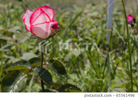 "Hachigamine Comprehensive Park" Rose 2020 65561496