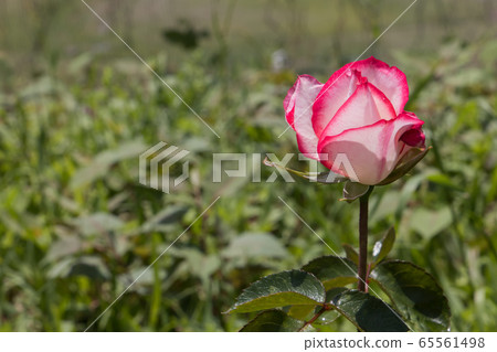 "Hachigamine Comprehensive Park" Rose 2020 65561498