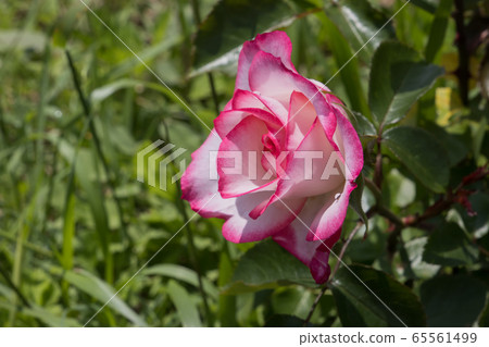 "Hachigamine Comprehensive Park" Rose 2020 65561499