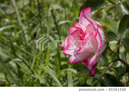 "Hachigamine Comprehensive Park" Rose 2020 65561500