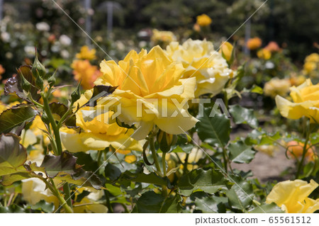 "Hachigamine Comprehensive Park" Rose 2020 65561512