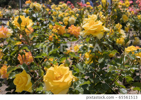 "Hachigamine Comprehensive Park" Rose 2020 65561513