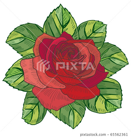 Cute bouquet of flowers from roses. Vector illustration Cute bouquet of flowers from roses. Vector illustration 65562361