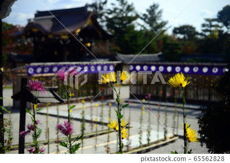 Daikakuji Imperial Gate and Kiku Flower Exhibition Daikakuji Imperial Gate and Kiku Flower Exhibition 65562828