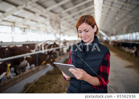 Woman manager with tablet standing on diary farm, agriculture industry. 65562936