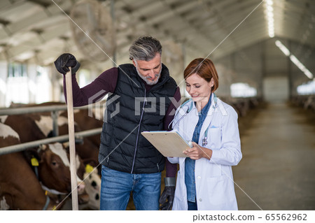 Man manager and veterinary doctor on diary farm, agriculture industry. 65562962