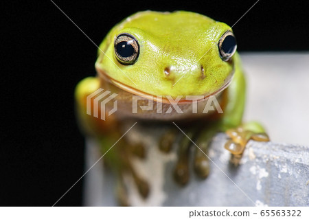 Australian Green Tree Frog Australian Green Tree Frog 65563322