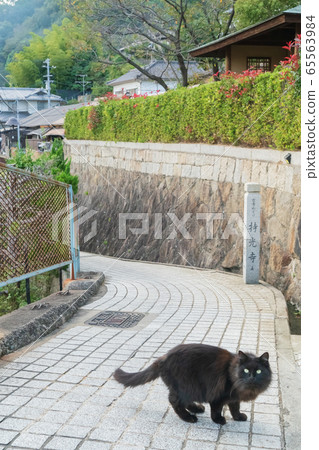 尾道貓 65563984