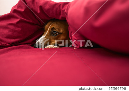dog under the covers 65564796