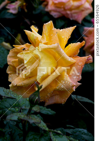 玫瑰 玫瑰 65564926