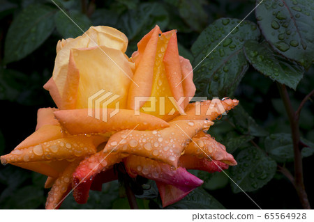 玫瑰 玫瑰 65564928