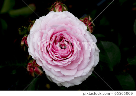 rose rose 65565009
