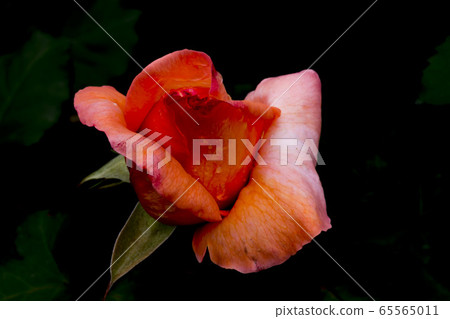rose rose 65565011