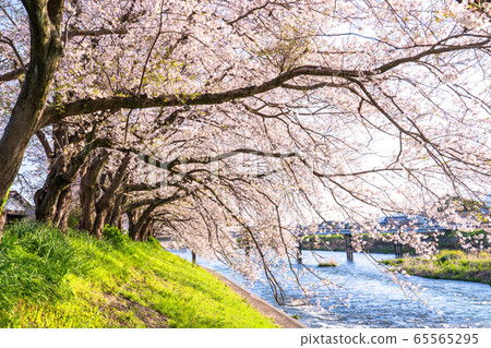 《Shizuoka Prefecture》 Spring image ・ A row of cherry trees along the Juni River 《Shizuoka Prefecture》 Spring image ・ A row of cherry trees along the Juni River 65565295