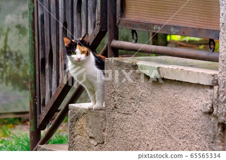 curious calico cat sitting outside. predator in curious calico cat sitting outside. predator in 65565334