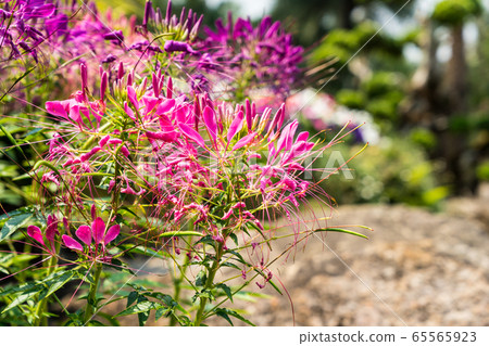 Beautiful Cleome spinosa or Spider flower in the 65565923