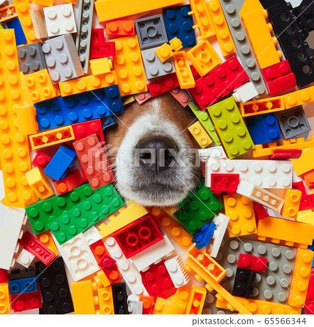 dog and constructor 65566344