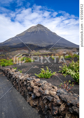 Pico do Fogo and vines in Cha das Caldeiras, Cape 65566452