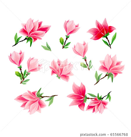 Magnolia hand drawn illustrations set - Stock Illustration [65566768 ...
