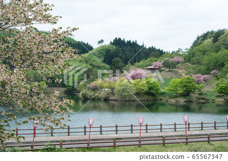 Yellow cherry blossoms Akita Prefecture Yashiko Ikoinomori 65567347
