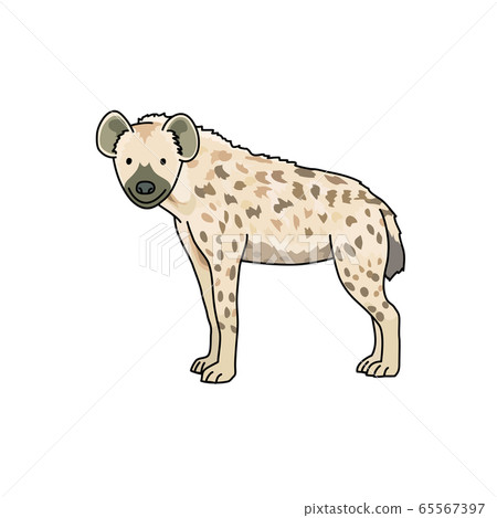 鬣狗 65567397