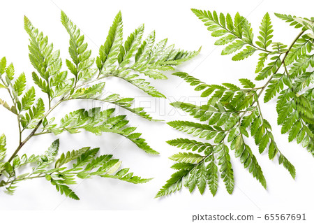 Fresh green leaves on white background. Flat lay, Fresh green leaves on white background. Flat lay, 65567691