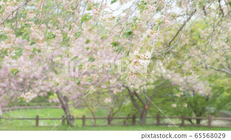 黃色的櫻花,秋田縣八十子 黃色的櫻花,秋田縣八十子 65568029