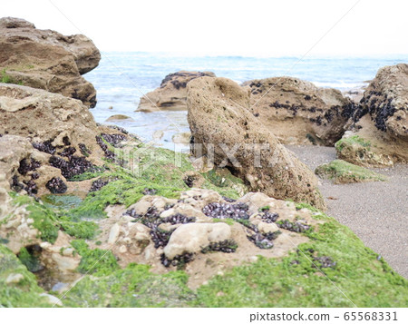 Rock field at Tanabata Iso, Hitachi City, Ibaraki Prefecture 65568331