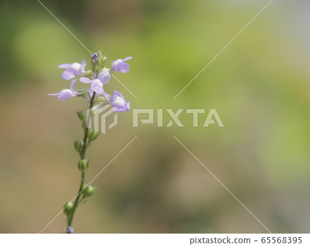 Matsubaunran blooming in the early summer field Matsubaunran blooming in the early summer field 65568395