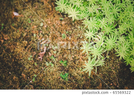 space of rock among plant 65569322