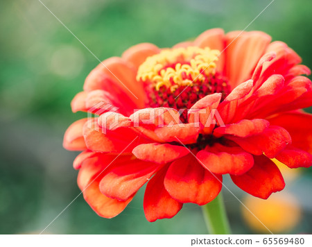 Early spring flowers on a grass background Early spring flowers on a grass background 65569480