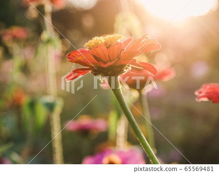 Early spring flowers on a grass background Early spring flowers on a grass background 65569481