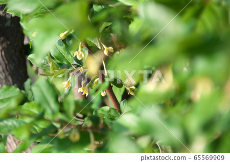 Natuzumi花 65569909