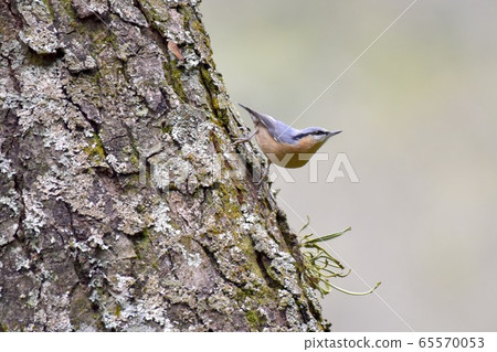 An indigo purple bird-like bird on the rough trunk. An indigo purple bird-like bird on the rough trunk. 65570053