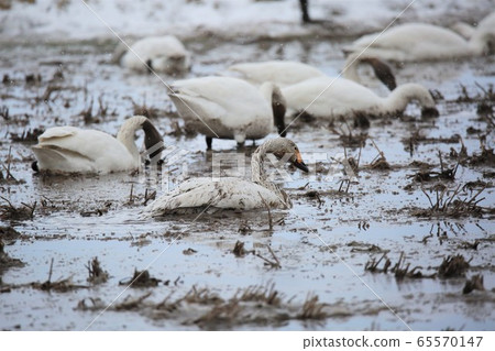 Scenery of Hokkaido "Swan in the rice field" Scenery of Hokkaido "Swan in the rice field" 65570147