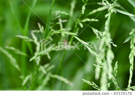 Friend of Himehirataabu 65570178