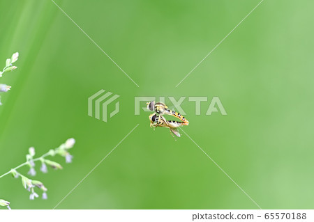 Friend of Himehirataabu Friend of Himehirataabu 65570188