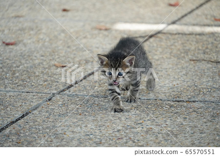 Kitten / Abandoned cat 65570551