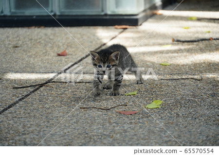 Kitten / Abandoned cat 65570554