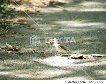 Flycatcher, female, nesting Flycatcher, female, nesting 65570777