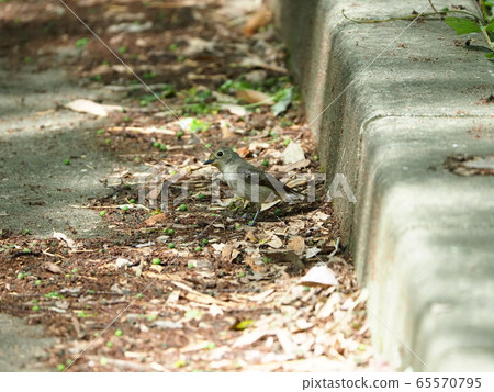 Flycatcher, female, nesting 65570795