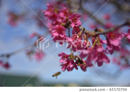 Under the blue sky, Kazunori Sakurabana, a flying bee. 65570799