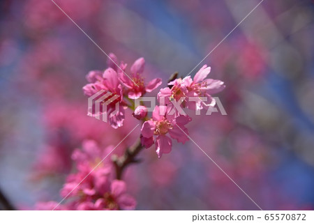 A beautiful cherry blossom under the sun. 65570872