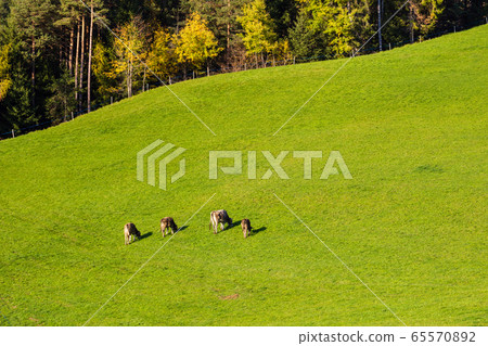 Autumn evening pasture on alps mountain slope 65570892