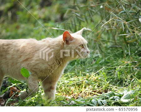 Stray cat · tea tiger 65570956
