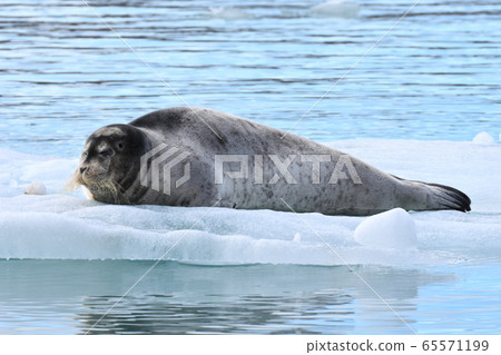 Seal (Svalbard) 65571199