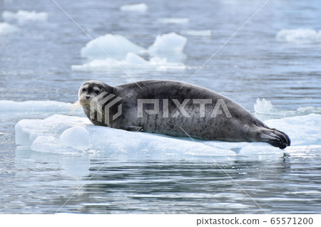 Seal (Svalbard) 65571200