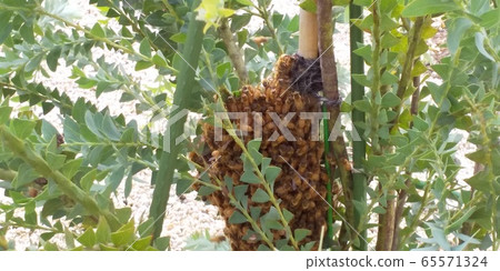 Honeybee bees on acacia 1 Honeybee bees on acacia 1 65571324